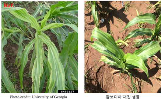 Philippine downy mildew leaf symptom.