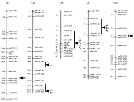 Linkage map based on a F7:8 RIL population from the Ki3 X CML139 cross showing SSR markers (italics), QTL positions (length of line based on significant LR values) and LR peaks (triangles). Letters adjacent to the triangles (Ps Peronosclerospora sorghi , Ph P. heteropogoni, Pm P. maydis, Pz P. zeae, Pp P. philippinensis) indicate the pathogen population in the individual environments for which the QTL was significant.