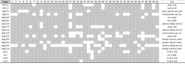 Patterns of electrophoretic bands obtained with various QTL primers on each cultivars.