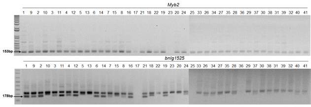 PCR screening of 41 extracted maize genomic DNA using Myb2 primers and bnlg1525 primers. All lane numbers represent each maize cultivar from Table 11.