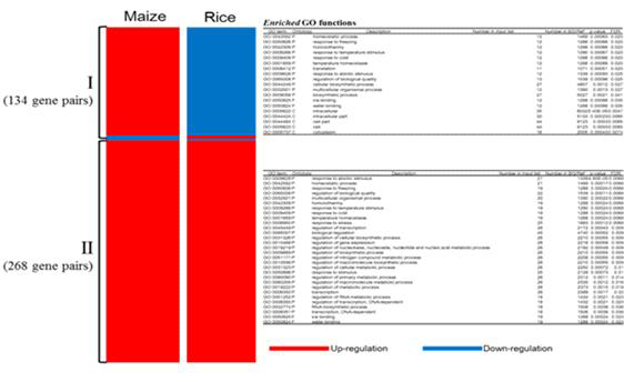 Synteny expression genes between Maize and Rice under drought stress.