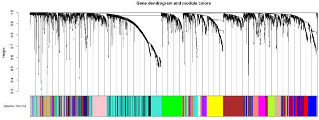 Co-expression network analysis of expression genes under drought stress.