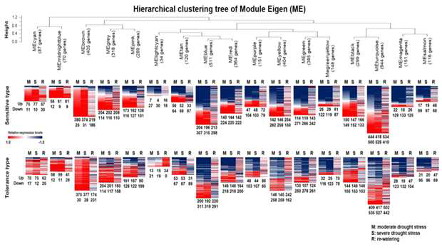 Module analysis of expression genes under drought and re-watering.