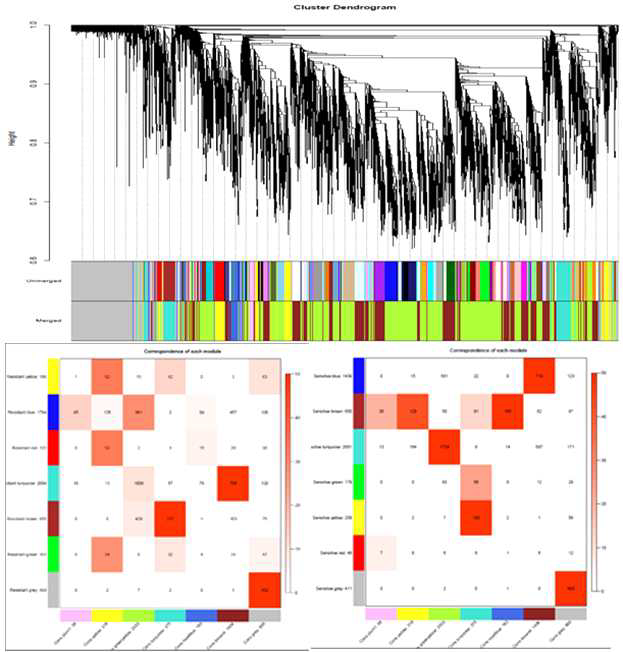 Clustering dendrogram of genes and consensus modules found in maize