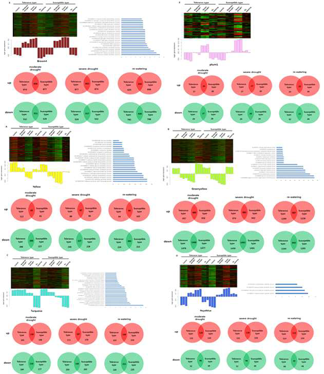 Heatmaps and the number of up and down-regulated genes of 6 modules in maize under drought stress.