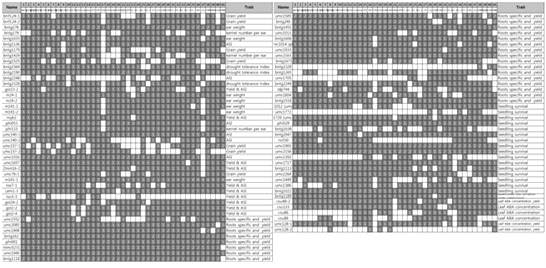 Patterns of electrophoretic bands obtained with various 142 QTL primers on 41 cultivars.