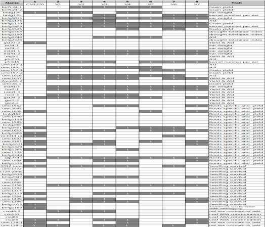 Patterns of electrophoretic bands obtained with various 80 QTL primers on new developed cultivars