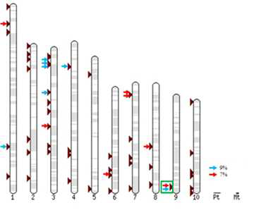 Physical map based on 83 drought tolerance QTL markers from 41 maize cultivars.