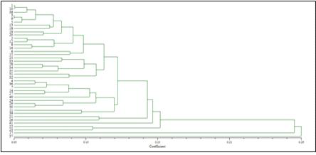 Phylogenetic tree for 41 maize cultivar using drought tolerance QTL markers.