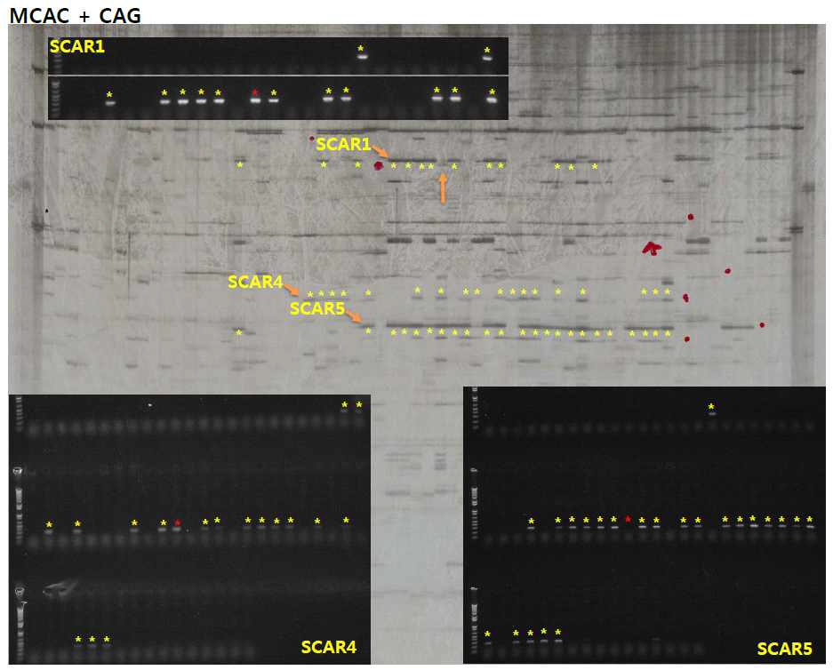 TD PCR 단편들의 SCAR 마커 전환 결과