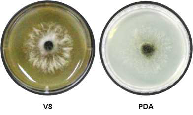 매문병원균의 포자생성 배지인 V8과 PDA배지의 배양사진