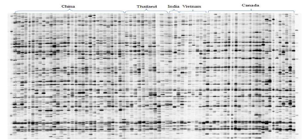 Issac DNA transposon 마커를 활용한 지역간 패턴 분석