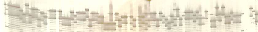 120계통 종실 옥수수 깨씨무늬병에대한 SSR마커 대립유전자 패턴 분석