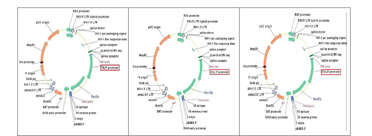 TSLP, CCL17, CCL27 promoter와 luciferase가 삽입된 벡터