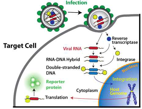 타겟 프로모터를 지닌 렌티바이러스에 의한 reporter protein 발현 과정
