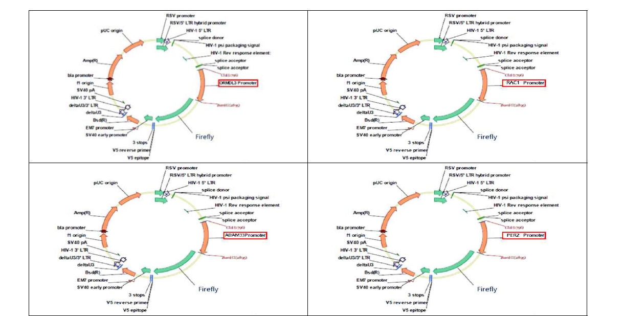 ORMDL3, RAC1, ADAM33, PER2 promoter와 luciferase가 삽입된 벡터