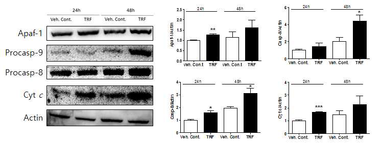 Western blot으로 apoptosis marker 확인