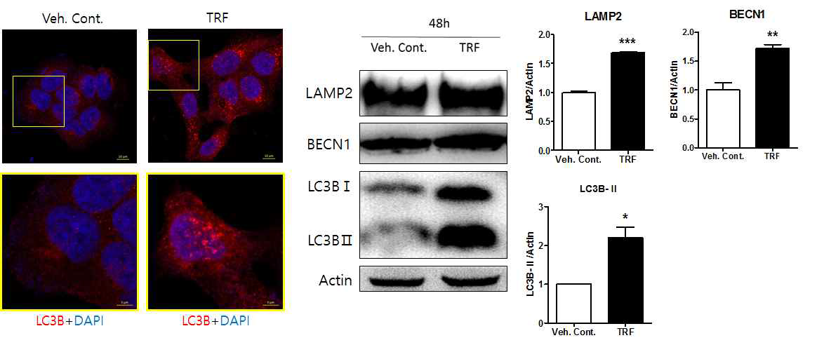 immunofluorescence와 Western blot