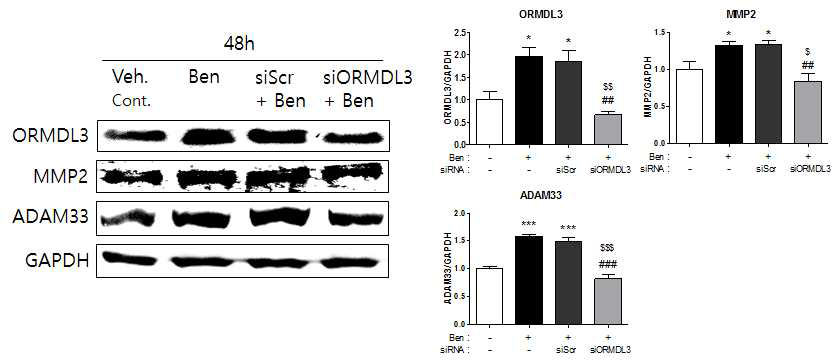 siORMDL3 transfection 후 Western blot으로 단백질 변화 확인