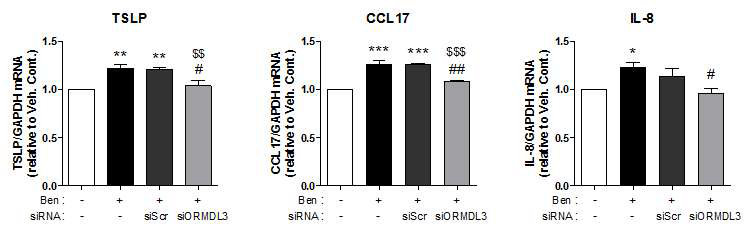 siORMDL3 transfection 후 qRT-PCR로 mRNA 변화 확인