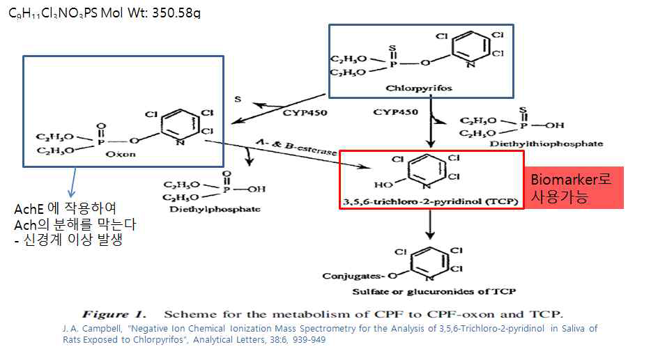 Scheme for the metabolism of CPF to CPF-oxon and TCP