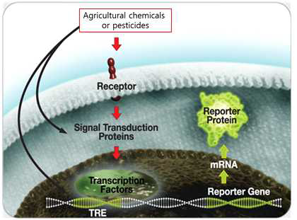 농약 관련 시약 처리 시 발현되는 reporter protein 의 모식도 (TRE : Transcription factor responsive element)