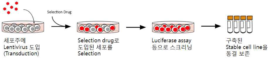 Stable cell line 구축 과정