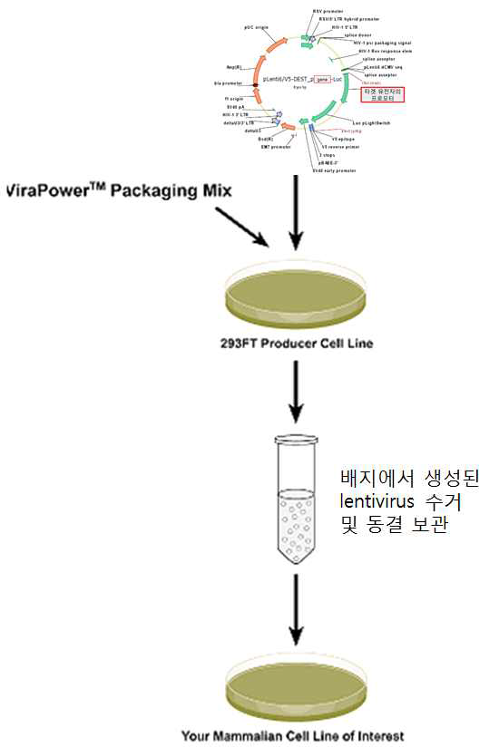 ViraPowerTM 제품 및 293FT cell line을 이용한 렌티바이러스 제작과정
