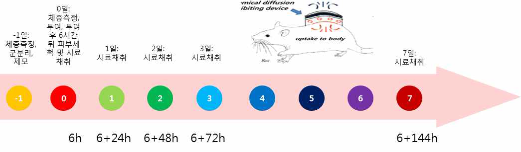 랫드에서 Thiophanate-methyl의 피부노출 및 경시별 시료채취