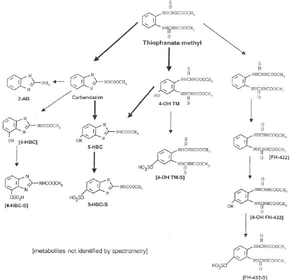 랫드에서 Thiophanate-methyl의 대사과정