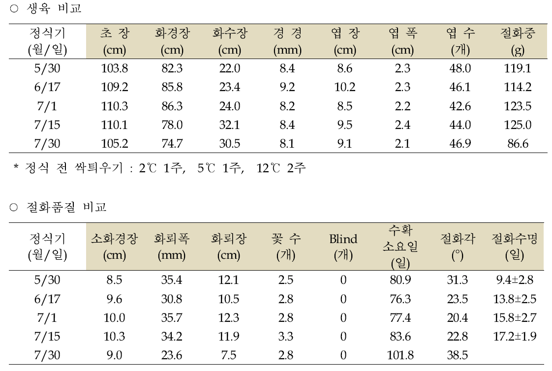 국내육성 나리 ‘그린아이즈’(16/18cm) 정식기별 생육 및 절화품질 비교