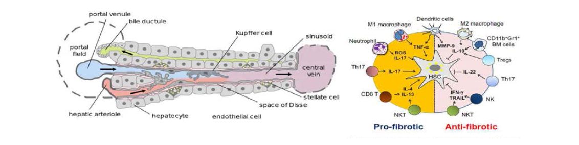 간성상세포의 위치 및 간섬유화시 중추적 역할.