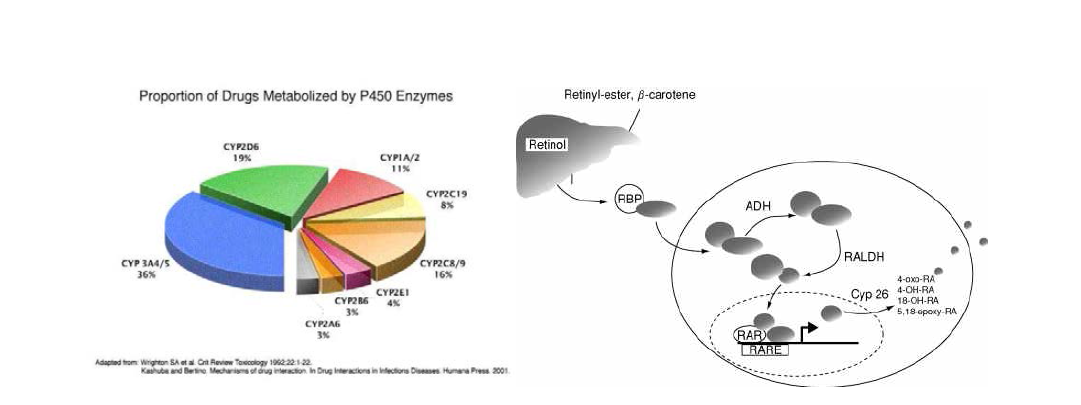 약물대사에 중요한 CYP450효소과 RARE에 의한 CYP26발현