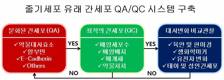 줄기세포유래 간세포에 대한 QA/AC 표준화 시스템