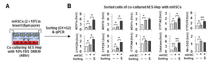 hES-Hep에 mHSC공동배양 후 sorting을 통한 각 세포군의 유전자 발현비교