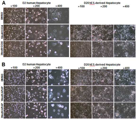 사람 배아줄기세포 유래 간세포와 사람간세포에 사염화탄소(CCl4)와 아세트아미노펜(APAP)처치