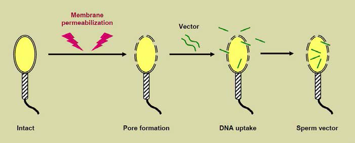 정자세포막 천공 및 외래 DNA 도입(정자 transfection)