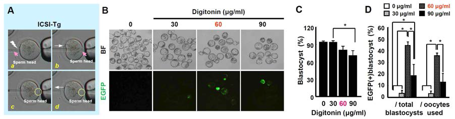 Digitonin 처리농도별 ICSI-Tg 배반포 생산 효율 비교