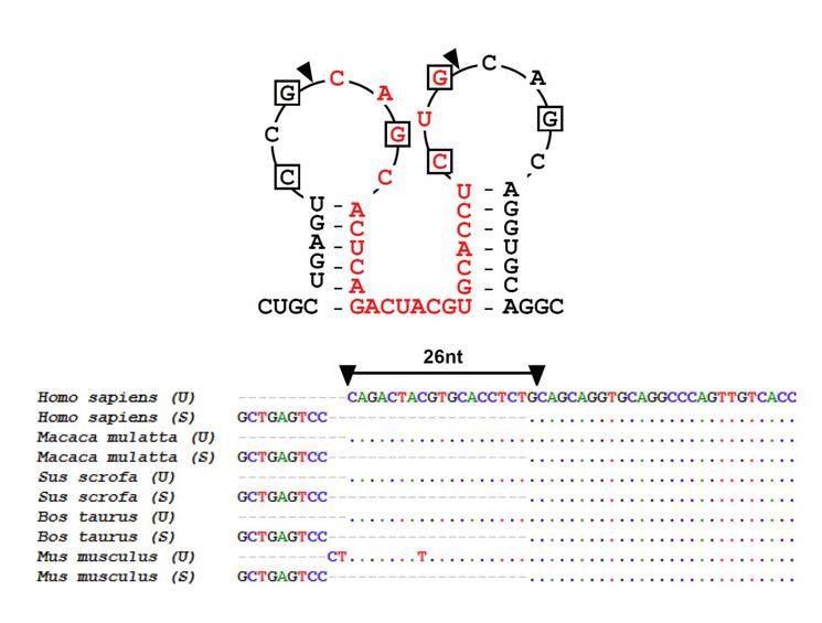 XBP-1(X box-binding protein-1) 유전자의 종간 염기서열 비교분석