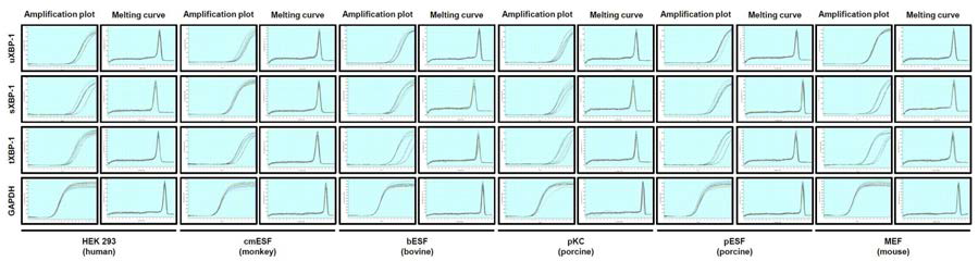 Universal primer를 이용한 Real-time PCR 반응 후 증폭산물 (amplification plot) 및 melting curve 검증