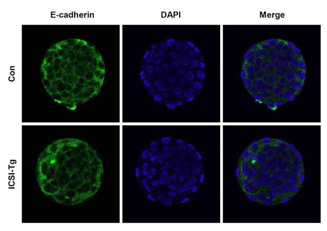 마우스 cdh1(E-cadherin) 유전자 발현 검증 면역형광염색을 통한 마우스 cdh1 유전자 RGEN 검증 이미지