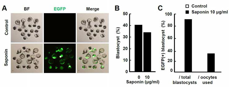 Saponin 처리 ICSI-Tg 배반포 생산 효율 비교(돼지)