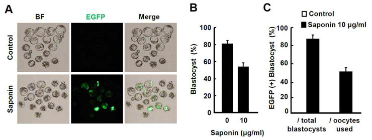 Saponin 처리 ICSI-Tg 배반포 생산 효율 비교(마우스)