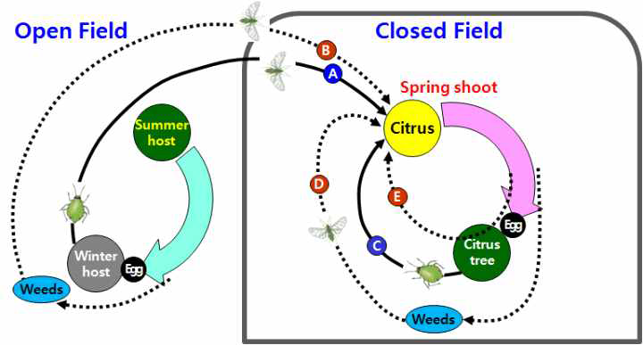 Assumption for possible colonizing routes of A. gossypii to Mandarine citrus trees grown in non-heating plastic-film house in the early season. A: Alate populations of fundatrix generations originated from overwintered eggs on winter host, B, D or E: Alate populations produced from anholocyclic generations on weeds or citrus trees during winter, C: Alate populations of fundatrix generations originated from overwintered eggs on citrus trees
