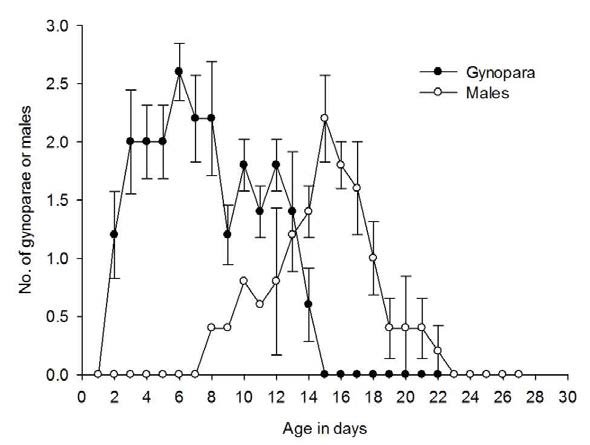 목화진딧물 버금양성모의 수컷과 gynopara 생산 곡선
