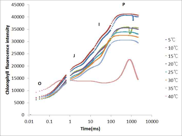 주홍서나물의 온도조건별 엽록소 형광반응에 의한 O-J-I-P 곡선