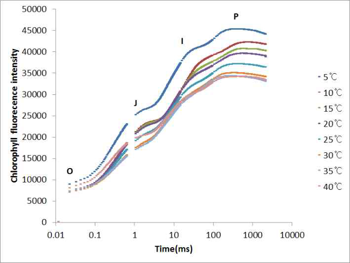 선풀솜나물의 온도조건별 엽록소 형광반응에 의한 O-J-I-P 곡선