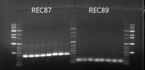 각 마커별 PCR 증폭 여부 확인