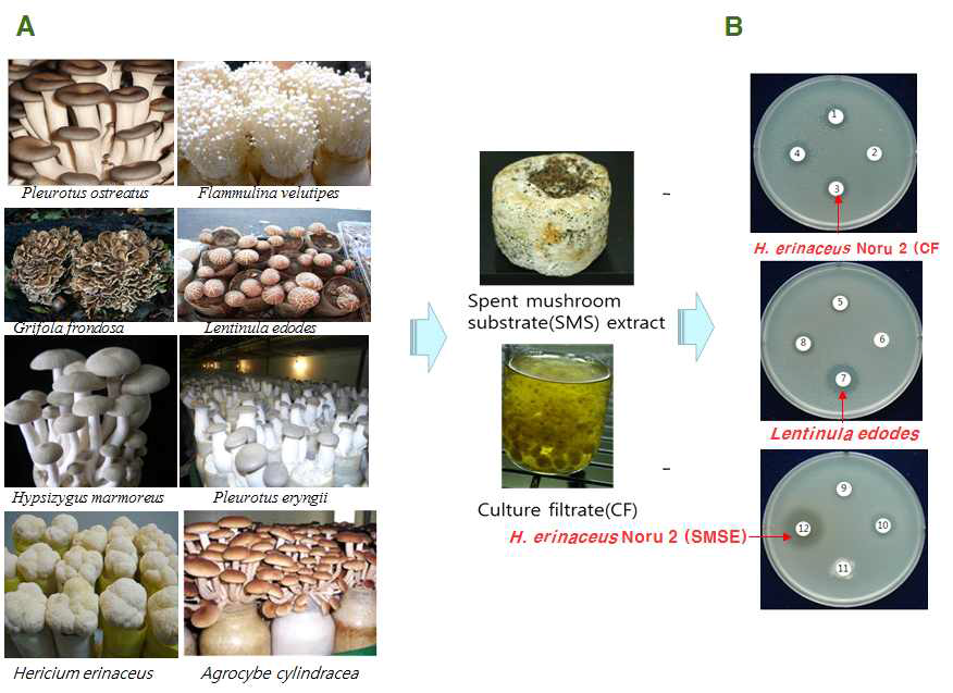균사체배양여액(CF)과 수확 후배지 추출물(SMSE)에 따른 토마토 풋 마름 병균에 대한 항균활성.