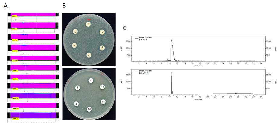 Sephadex LH-20 column chromatography로 부터 50% methanol fraction의 항균활성(B)과 HPLC profile (A). C: LH-20 fraction 3, 11의 HPLC profile